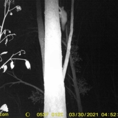 Petaurus norfolcensis (Squirrel Glider) at Baranduda, VIC - 30 Mar 2021 by DMeco
