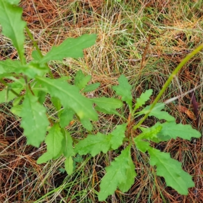 Senecio sp. (A Fireweed) at Isaacs, ACT - 17 Jul 2021 by Mike