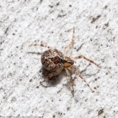 Cryptachaea veruculata (Diamondback comb-footed spider) at Latham, ACT - 2 Aug 2021 by Roger