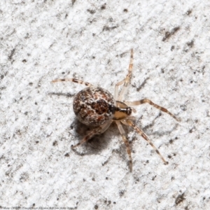 Cryptachaea veruculata at Latham, ACT - 2 Aug 2021