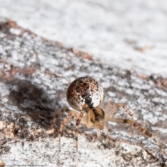 Cryptachaea veruculata at Latham, ACT - 2 Aug 2021