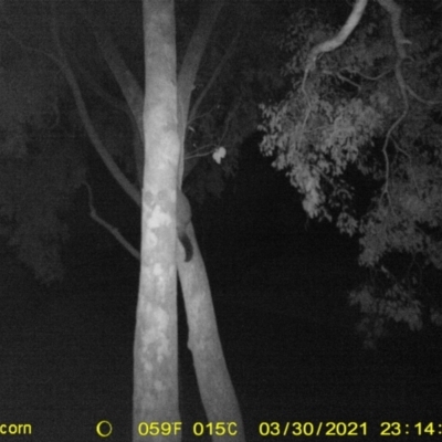 Trichosurus vulpecula (Common Brushtail Possum) at Baranduda, VIC - 30 Mar 2021 by DMeco