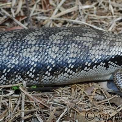 Tiliqua scincoides scincoides (Eastern Blue-tongue) at Wentworth Falls, NSW - 16 Nov 2007 by PatrickCampbell