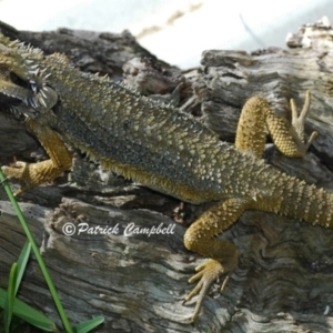 Pogona barbata at Blue Mountains National Park, NSW - 21 Apr 2007