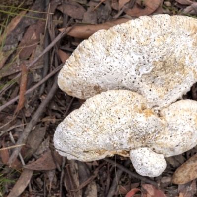 Unidentified Cup or disk - with no 'eggs' at Penrose, NSW - 19 Jul 2021 by Aussiegall