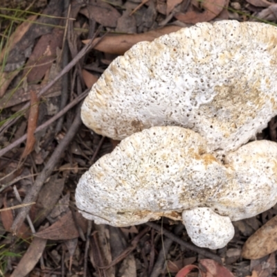 Laetiporus portentosus (White Punk) at Penrose, NSW - 19 Jul 2021 by Aussiegall