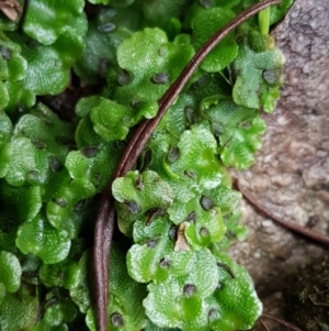 Lunularia cruciata at Acton, ACT - 3 Aug 2021