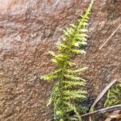 Unidentified Moss, Liverwort or Hornwort at Acton, ACT - 3 Aug 2021 by trevorpreston