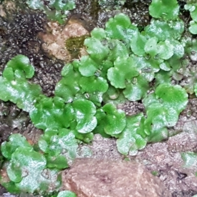 Lunularia cruciata (A thallose liverwort) at Downer, ACT - 3 Aug 2021 by trevorpreston