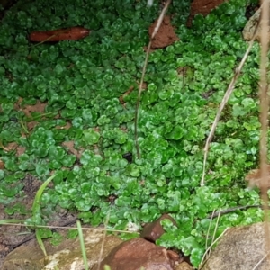 Lunularia cruciata at Downer, ACT - 3 Aug 2021