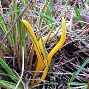 Clavulinopsis amoena at Acton, ACT - 3 Aug 2021 10:46 AM