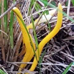 Clavulinopsis amoena at Acton, ACT - 3 Aug 2021