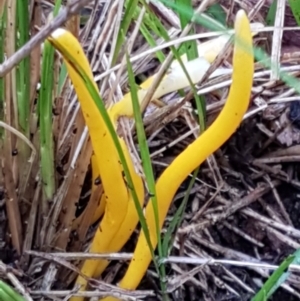 Clavulinopsis amoena at Acton, ACT - 3 Aug 2021