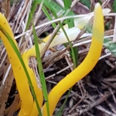 Clavulinopsis amoena at Acton, ACT - 3 Aug 2021