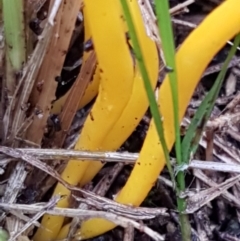 Clavulinopsis amoena at Acton, ACT - 3 Aug 2021