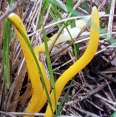 Clavulinopsis amoena at Acton, ACT - 3 Aug 2021 10:46 AM