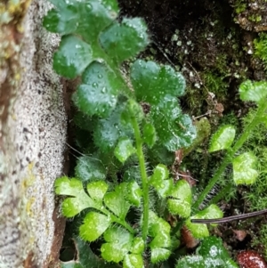 Asplenium subglandulosum at Acton, ACT - 3 Aug 2021 10:48 AM