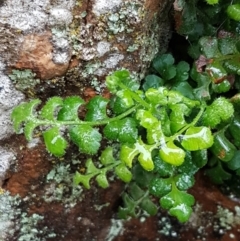 Asplenium subglandulosum at Acton, ACT - 3 Aug 2021 10:48 AM