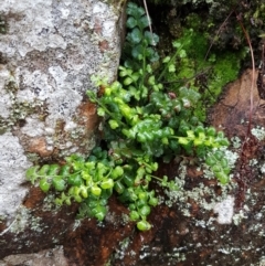 Asplenium subglandulosum at Acton, ACT - 3 Aug 2021 10:48 AM