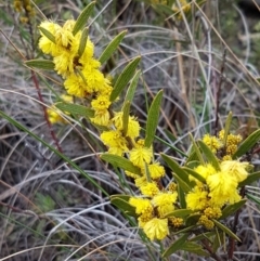 Acacia lanigera var. lanigera (Woolly Wattle, Hairy Wattle) at Acton, ACT - 3 Aug 2021 by tpreston