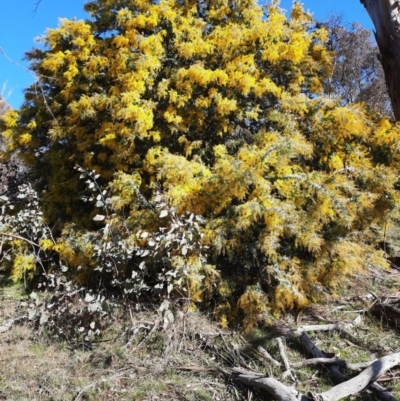 Acacia baileyana (Cootamundra Wattle, Golden Mimosa) at Majura, ACT - 29 Jul 2021 by Sarah2019