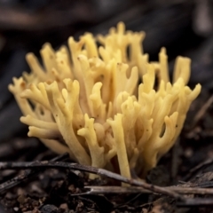 Unidentified Coralloid fungus, markedly branched at Penrose, NSW - 10 Jul 2021 by Aussiegall