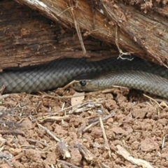 Pseudonaja textilis (Eastern Brown Snake) at Molong, NSW - 14 Feb 2015 by PatrickCampbell