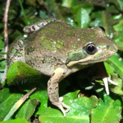 Limnodynastes tasmaniensis (Spotted Grass Frog) at Table Top, NSW - 3 Aug 2021 by DamianMichael