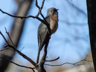 Cacomantis flabelliformis (Fan-tailed Cuckoo) at Tennent, ACT - 28 Jul 2021 by SWishart