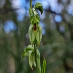 Bunochilus umbrinus (ACT) = Pterostylis umbrina (NSW) (Broad-sepaled Leafy Greenhood) at Downer, ACT by RobG1