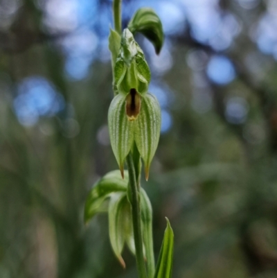 Bunochilus umbrinus (ACT) = Pterostylis umbrina (NSW) (Broad-sepaled Leafy Greenhood) at Downer, ACT by RobG1