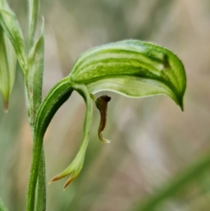 Bunochilus umbrinus at suppressed - 3 Aug 2021