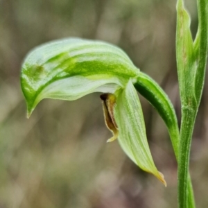 Bunochilus umbrinus at suppressed - 3 Aug 2021