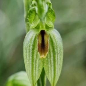 Bunochilus umbrinus at suppressed - 3 Aug 2021