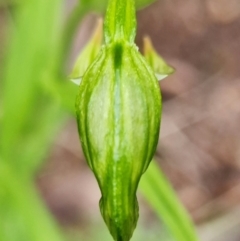 Bunochilus umbrinus at suppressed - 3 Aug 2021