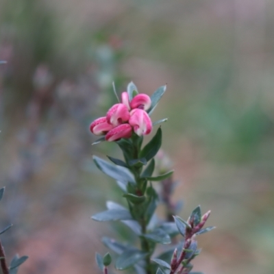 Grevillea baueri (Bauer’s Grevillea) at Bundanoon, NSW - 1 Aug 2021 by Sarah2019