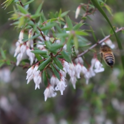 Styphelia fletcheri subsp. brevisepala (Twin Flower Beard-Heath) at Bundanoon, NSW - 1 Aug 2021 by Sarah2019