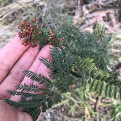 Acacia dealbata subsp. dealbata (Silver Wattle) at Flea Bog Flat to Emu Creek Corridor - 3 Aug 2021 by Dora
