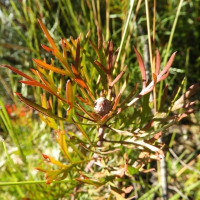 Isopogon anemonifolius (Common Drumsticks) at Bundanoon, NSW - 21 Jul 2021 by MatthewFrawley