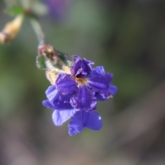 Dampiera purpurea (Purple Dampiera) at Bundanoon, NSW - 1 Aug 2021 by Sarah2019