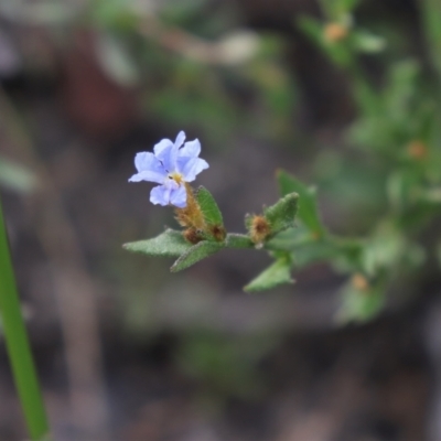 Dampiera stricta (Blue Dampiera) at Bundanoon, NSW - 1 Aug 2021 by Sarah2019