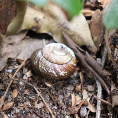 Sauroconcha gulosa (Illawarra Forest Snail) at Bundanoon, NSW - 1 Aug 2021 by Sarah2019