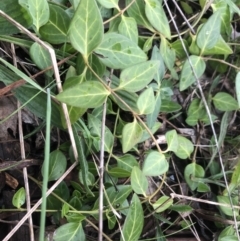 Vinca major (Blue Periwinkle) at Flea Bog Flat to Emu Creek Corridor - 3 Aug 2021 by Dora