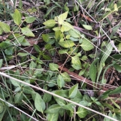 Vinca major at Belconnen, ACT - 3 Aug 2021