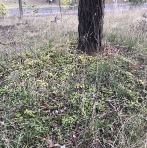 Vinca major at Belconnen, ACT - 3 Aug 2021 07:31 PM