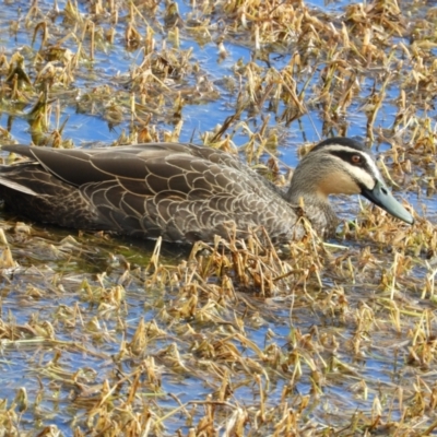 Anas superciliosa (Pacific Black Duck) at Fyshwick, ACT - 31 Jul 2021 by MatthewFrawley