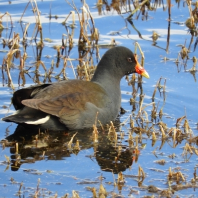 Gallinula tenebrosa (Dusky Moorhen) at Fyshwick, ACT - 31 Jul 2021 by MatthewFrawley