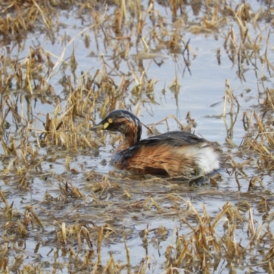 Tachybaptus novaehollandiae (Australasian Grebe) at Fyshwick, ACT - 31 Jul 2021 by MatthewFrawley