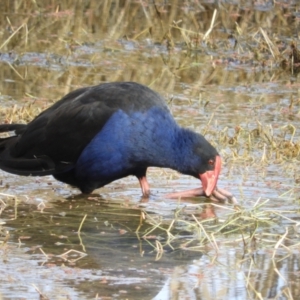 Porphyrio melanotus at Fyshwick, ACT - 31 Jul 2021