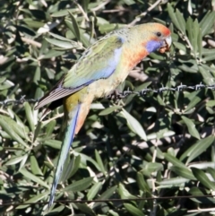 Platycercus elegans flaveolus (Yellow Rosella) at Eastern Hill Reserve - 2 Aug 2021 by PaulF